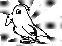 Bird (Drawing)