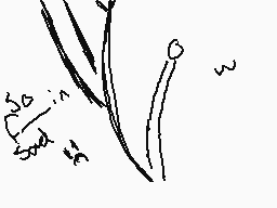 Drawn comment by Lazarus