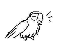 2017 macaw head turn