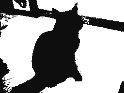 Black cat Photo