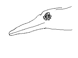 I was a squid 90 million years ago.