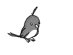 A Random bird