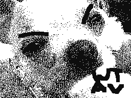 My dog HATES education connection.